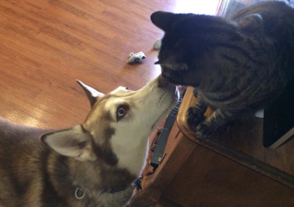 /Images/uploads/Minnesota Spay Neuter Assistance Program/MNSNAP/entries/9416thumb.jpg